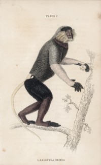 Обезьяна Lasiopyga Nemea (лат.) (лист 7 тома II "Библиотеки натуралиста" Вильяма Жардина, изданного в Эдинбурге в 1833 году)