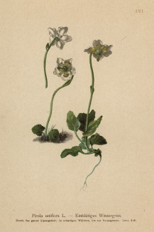 Грушанка одноцветковая (Pirola uniflora (лат.)) (из Atlas der Alpenflora. Дрезден. 1897 год. Том III. Лист 291)