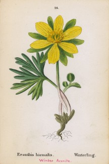 Эрантис весенний (Eranthis hiemalis (лат.)) (лист 24 известной работы Йозефа Карла Вебера "Растения Альп", изданной в Мюнхене в 1872 году)