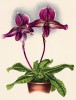 Орхидея CYPRIPEDIUM x LANSBERGEAE (лат.) (лист DCCXXVII Lindenia Iconographie des Orchidées - обширнейшей в истории иконографии орхидей. Брюссель, 1901)