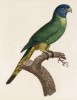 Молодой синеголовый ожереловый попугай (лист 26 иллюстраций к первому тому Histoire naturelle des perroquets Франсуа Левальяна. Изображения попугаев из этой работы считаются одними из красивейших в истории. Париж. 1801 год)
