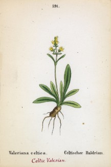 Валериана кельтская (Valeriana celtica (лат.)) (лист 191 известной работы Йозефа Карла Вебера "Растения Альп", изданной в Мюнхене в 1872 году)