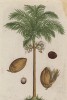 Арековая пальма, или бетель (Areca (лат.)). Плоды пальмы Areca применяют для изготовления жвачки в Индо-Малайском регионе (лист 387 "Гербария" Элизабет Блеквелл, изданного в Нюрнберге в 1757 году)