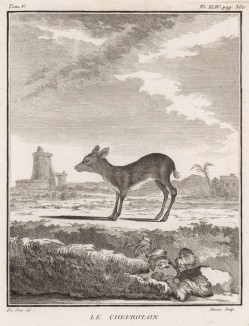 Антилопа le Chevrotain (фр.) (лист XLIV иллюстраций к пятому тому знаменитой "Естественной истории" графа де Бюффона, изданному в Париже в 1755 году)