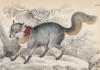 Серебристая лисица (Vulpes cinereo argenteus (лат.)) (лист 23 тома V "Библиотеки натуралиста" Вильяма Жардина, изданного в Эдинбурге в 1840 году)
