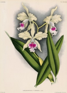 Орхидея LAELIOCATTLEYA x ALBERTI (лат.) (лист DCCXXIII Lindenia Iconographie des Orchidées - обширнейшей в истории иконографии орхидей. Брюссель, 1900)