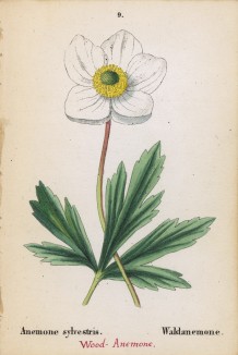 Ветреница, или анемона лесная (Anemone sylvestris (лат.)) (лист 9 известной работы Йозефа Карла Вебера "Растения Альп", изданной в Мюнхене в 1872 году)