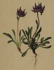 Кольник малоцветковый (Phyteuma pauciflorum (лат.)) (из Atlas der Alpenflora. Дрезден. 1897 год. Том V. Лист 431)