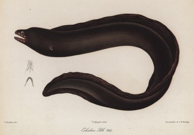 Змеевидная мурена (Gymnothorax (eshidna) Peli) (лат.) (лист XXVIII великолепной работы Memoire sur les poissons de la côte de Guinée, изданной в Голландии в 1863 году)