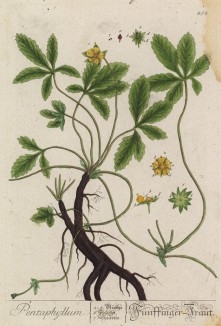 Растение гиностемма пятилистная (Gynostemma pentofilium лат.) -- лиана, произрастающая в горных лесах Китая (лист 454 "Гербария" Элизабет Блеквелл, изданного в Нюрнберге в 1760 году)