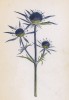 Синеголовник аметистовый (Eryngium amethystinum (лат.)) (лист 189 известной работы Йозефа Карла Вебера "Растения Альп", изданной в Мюнхене в 1872 году)