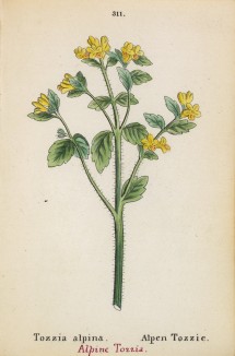 Тоцция альпийская (Tozzia alpina (лат.)) (лист 311 известной работы Йозефа Карла Вебера "Растения Альп", изданной в Мюнхене в 1872 году)