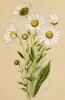 Пиретрум болотный (Pyrethrum uliginosum Waldst. et Kit.). Многолетники наиболее красивые и пригодные для садовой культуры. Санкт-Петербург, 1913