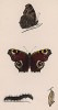 Бабочка ио, или павлин (лат. Papilio Io), её гусеница и куколка. History of British Butterflies Френсиса Морриса. Лондон, 1870, л.28
