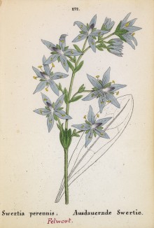 Сверция многолетняя (Swertia perennis (лат.)) (лист 272 известной работы Йозефа Карла Вебера "Растения Альп", изданной в Мюнхене в 1872 году)