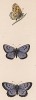 Бабочка голубянка арион (лат. Papilio Arion). History of British Butterflies Френсиса Морриса. Лондон, 1870, л.58