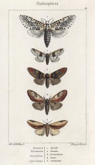 Некоторые бабочки родов Zeuzera, Furcula, Dromedarius, Zizac и Leiocampa (лат.) (лист 66)