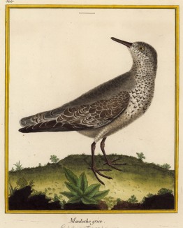 Песочник (из Table des Planches Enluminées d'Histoire Naturelle de M. D'Aubenton (фр.). Утрехт. 1783 год (лист 366))