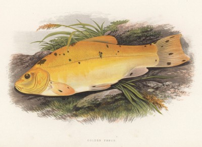 Золотистый линь (иллюстрация к "Пресноводным рыбам Британии" -- одной из красивейших работ 70-х гг. XIX века, выполненных в технике хромолитографии)