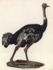 Африканский страус (лист из альбома литографий "Галерея птиц... королевского сада", изданного в Париже в 1825 году)