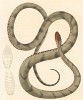 Неядовитая змея канинана (достигает длины два метра) (из работы "Естественная история Бразилии" почётного члена Российской академии наук принца Максимилиана фон Вид-Нойвида. Веймар. 1827 год)
