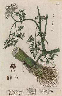 Омежник водяной (Phellandrium aquaticum) -- родственник цикуты (лист 570 "Гербария" Элизабет Блеквелл, изданного в Нюрнберге в 1760 году)