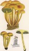 Ложноопёнок серно-жёлтый, Hypholoma fasciculare Huds. (лат.), ядовитый гриб. Дж.Бресадола, Funghi mangerecci e velenosi, т.II, л.158. Тренто, 1933