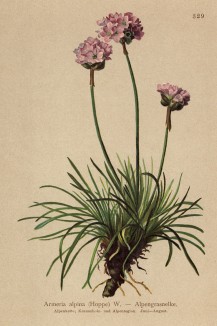 Армерия альпийская (Armeria alpina (лат.)) (из Atlas der Alpenflora. Дрезден. 1897 год. Том IV. Лист 329)