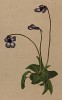 Жирянка (Pinguicula vulgaris (лат.)) — род многолетних насекомоядных растений (из Atlas der Alpenflora. Дрезден. 1897 год. Том IV. Лист 398)