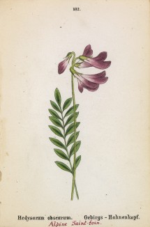 Копеечник тёмный (Hedysarum obscurum (лат.)) (лист 132 известной работы Йозефа Карла Вебера "Растения Альп", изданной в Мюнхене в 1872 году)