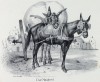 Лошаки, влекущие груз (лист 56 первого тома работы профессора Шинца Naturgeschichte und Abbildungen der Menschen und Säugethiere..., вышедшей в Цюрихе в 1840 году)