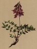Копеечник копеечниковый (Hedysarum obscurum (лат.)) (из Atlas der Alpenflora. Дрезден. 1897 год. Том III. Лист 256)