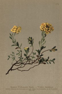 Алиссум Вульфена (Alyssum Wulfenianum (лат.)) (из Atlas der Alpenflora. Дрезден. 1897 год. Том II. Лист 174)