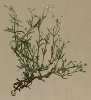 Мерингия баварская (Moehringia Ponae (лат.)) (из Atlas der Alpenflora. Дрезден. 1897 год. Том II. Лист 111)