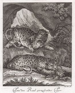 Пантеры с добычей. Гравюра Иоганна Элиаса Ридингера из Entwurff Einiger Thiere ..., Аугсбург, 1738. 