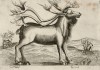 Олень (лист из альбома Nova raccolta de li animali piu curiosi del mondo disegnati et intagliati da Antonio Tempesta... Рим. 1651 год)