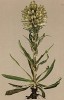 Колокольчик тирсовидный (Campanula thyrsoidea (лат.)) (из Atlas der Alpenflora. Дрезден. 1897 год. Том V. Лист 425)