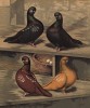 Турманы короткомордые: чёрный пятнистый, чёрный, красный пятнистый и жёлтый пятнистый (из знаменитой "Книги голубей..." Роберта Фултона, изданной в Лондоне в 1874 году)