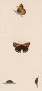 Бабочка червонец пятнистый, или многоглазка пятнистая (лат. Papilio Phlaeas), её гусеница и куколка. History of British Butterflies Френсиса Морриса. Лондон, 1870, л.55