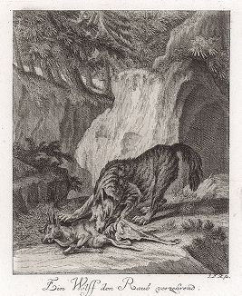 Волк, пожирающий добычу. Гравюра Иоганна Элиаса Ридингера из Entwurff Einiger Thiere ..., Аугсбург, 1740. 