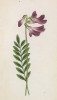 Копеечник тёмный (Hedysarum obscurum (лат.)) (лист 132 известной работы Йозефа Карла Вебера "Растения Альп", изданной в Мюнхене в 1872 году)