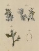 Исландский мох, или дубовые лапти (Lichen islandicus (лат.)) (лист 599 "Гербария" Элизабет Блеквелл, изданного в Нюрнберге в 1760 году)