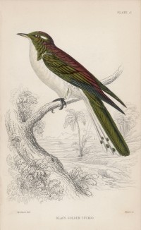 Кукушка Класа (Chalcites Klasii (лат.)) (лист 21 тома XXIII "Библиотеки натуралиста" Вильяма Жардина, изданного в Эдинбурге в 1843 году)
