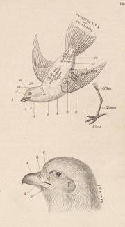Рисунки, иллюстрирующие термины, используемые при описании (лист 1 известной работы Бенджамина Уоррена "Птицы Пенсильвании", изданной в США в 1890 году (иллюстрации изготовлены с оригиналов Джона Одюбона))