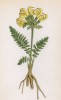 Мытник бугорчатый (Pedicularis tuberosa (лат.)) (лист 316 известной работы Йозефа Карла Вебера "Растения Альп", изданной в Мюнхене в 1872 году)