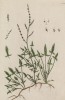Ревень (Acetosa arvensis (лат.)) (лист 307 "Гербария" Элизабет Блеквелл, изданного в Нюрнберге в 1757 году)