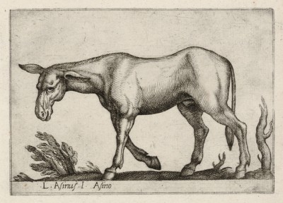 Ослик (лист из альбома Nova raccolta de li animali piu curiosi del mondo disegnati et intagliati da Antonio Tempesta... Рим. 1651 год)