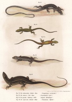 Шесть видов мелких ящериц (из Naturgeschichte der Amphibien in ihren Sämmtlichen hauptformen. Вена. 1864 год)