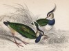 Симпатичнейшие чибисы (Vanellus oristatus (лат.)) (лист 25 тома XXVI "Библиотеки натуралиста" Вильяма Жардина, изданного в Эдинбурге в 1842 году)