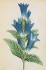 Горечавка ластовневая (Gentiana asclepiadea (лат.)) (лист 282 известной работы Йозефа Карла Вебера "Растения Альп", изданной в Мюнхене в 1872 году)